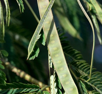 Albizia julibrissin 19 seed pod