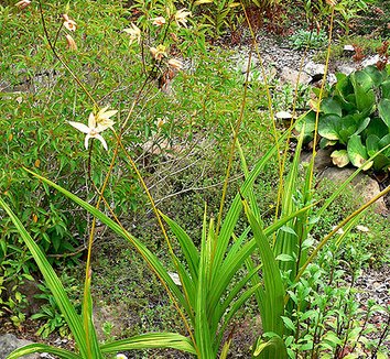 Bletilla ochracea 8 form