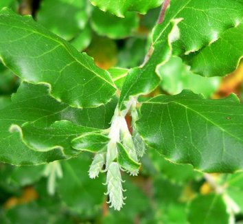 Garrya elliptica 'James Roof' 11