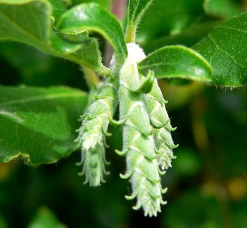 Garrya elliptica 'James Roof' 9