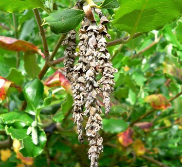 Garrya elliptica 'James Roof' 8
