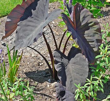 Colocasia esculenta 'Black Magic' 5 form