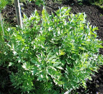 Levisticum officinale 5
