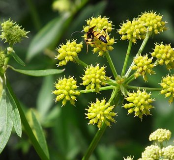 Levisticum officinale 6 flower