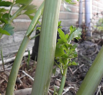 Levisticum officinale 7 stem