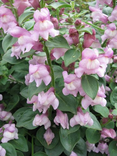 Antirrhinum hispanicum 'Roseum' | Antirrhinum hispanicum ssp. Roseum