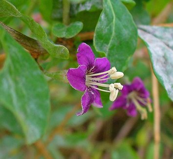Lycium barbarum 1 flower