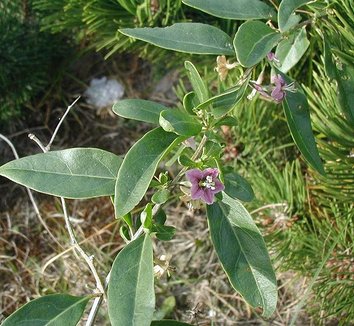 Lycium barbarum 6 flower