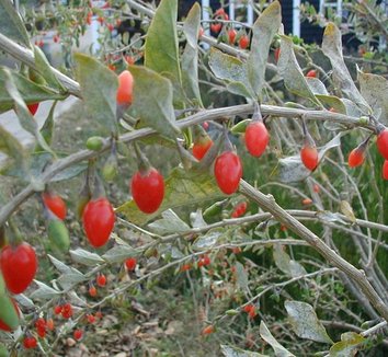 Lycium barbarum 7
