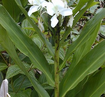 Hedychium coronarium 6 flower