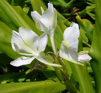 Hedychium coronarium 4 flower