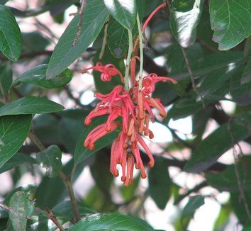 Grevillea victoriae 2 flower