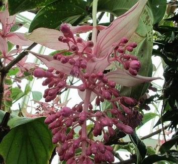 Medinilla magnifica 14 flower