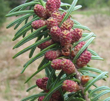 Abies balsamea 2 cones