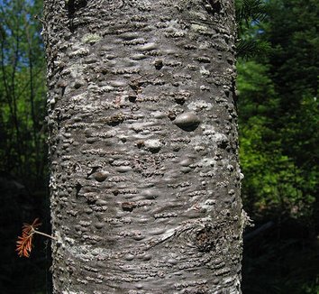 Abies balsamea 4