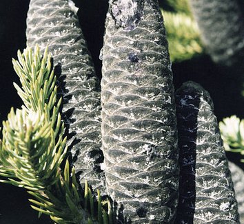 Abies balsamea 6 cones