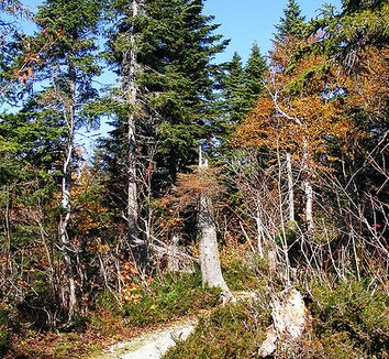 Abies balsamea 7