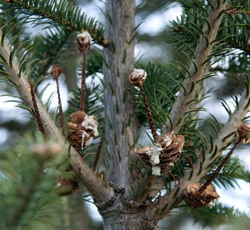 Abies balsamea 9
