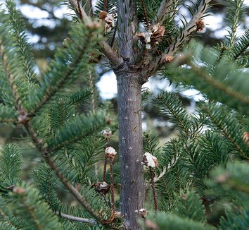 Abies balsamea 10