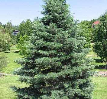 Abies concolor 9 form