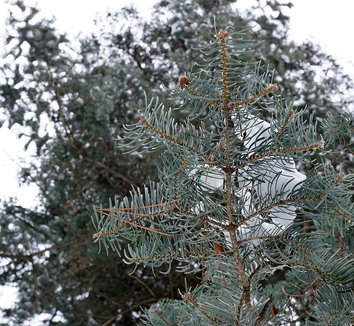Abies concolor 10