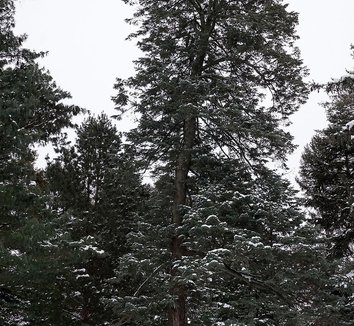 Abies concolor 11