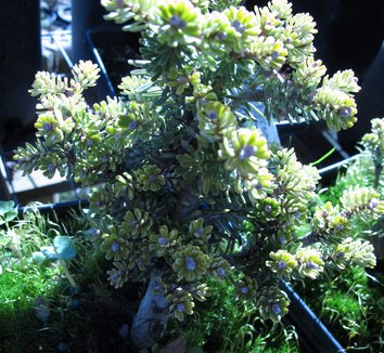 Abies koreana 'Silber Mavers' 7