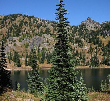 Abies lasiocarpa 3 form