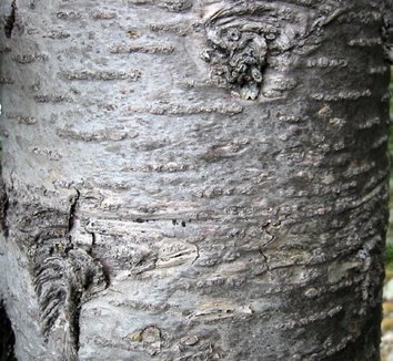 Abies lasiocarpa 2