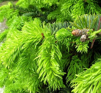 Abies nordmanniana 8
