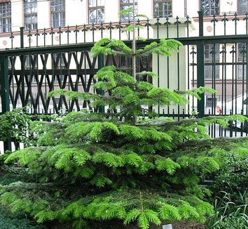 Abies nordmanniana 7 form