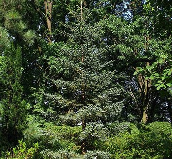 Abies pinsapo 'Glauca' 9 form