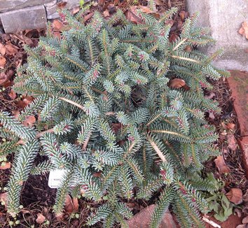 Abies pinsapo 'Horstmann' 7