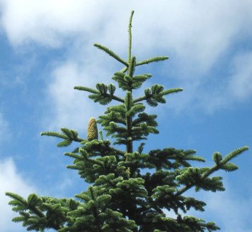 Abies procera 1 cones