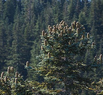 Abies procera 2 cones