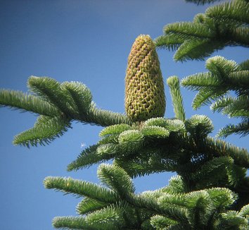 Abies procera 4 cones