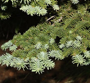Abies procera 6