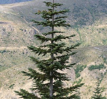 Abies procera 8 form