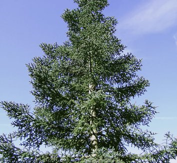 Abies procera 'Glauca' 5 form