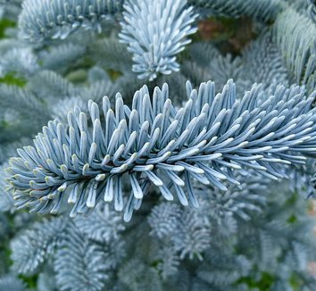 Abies procera 'Glauca' 1