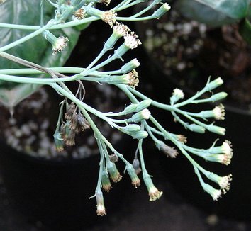 Senecio mandraliscae 6 flower