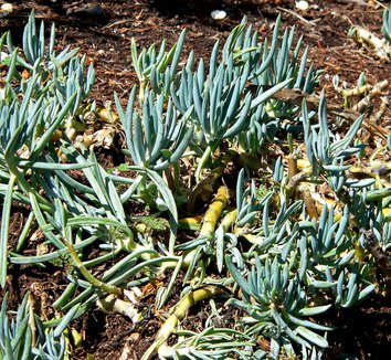 Senecio mandraliscae 18 form