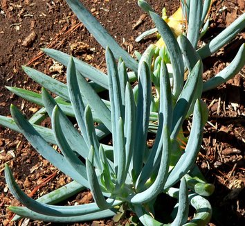 Senecio mandraliscae 19 form