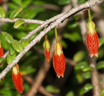 Agapetes serpens 2 flower