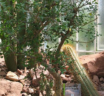 Bursera fagaroides 6 form