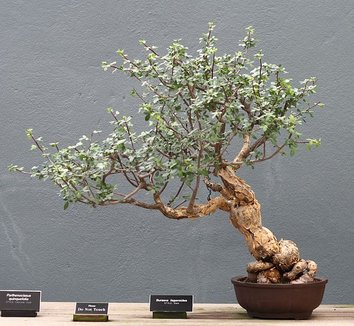 Bursera fagaroides 5 form