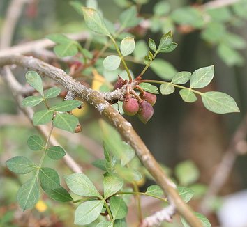 Bursera fagaroides 1