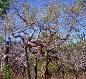 Bursera microphylla 1 form