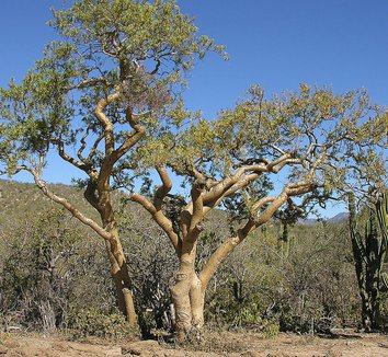 Bursera microphylla 5 form