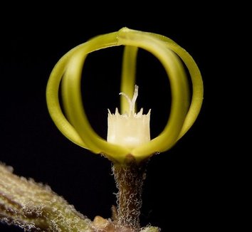 Cynanchum marnierianum 8 flower, form